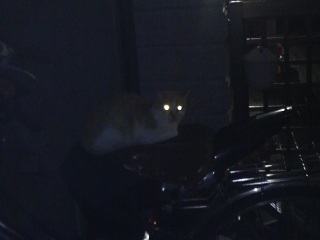 ������傢